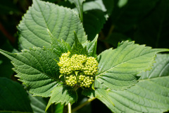 Mireuksan