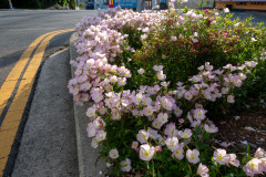 Tongyeong