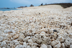 Hongjodangoe (Coralsand beach)