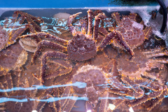 Ebisu Sakura 恵比寿桜, Otaru, Sankaku Market